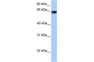 Western Blotting (WB) image for anti-Zinc Finger Protein 296 (ZNF296) antibody (ABIN2461979) (Zinc Finger Protein 296 (ZNF296) Antikörper)