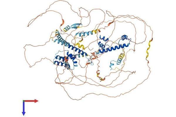 TAF4 Protein (AA 1-1085) (His tag)