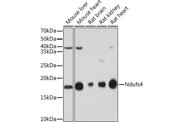 NDUFS4 Antikörper