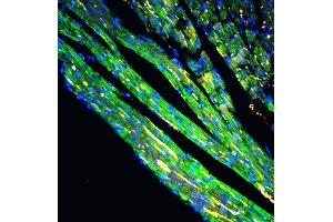 IF analysis of Cytochrome C using anti-Cytochrome C antibody (ABIN3042783) Cytochrome C was detected in paraffin-embedded section of mouse cardiac muscle tissues.
