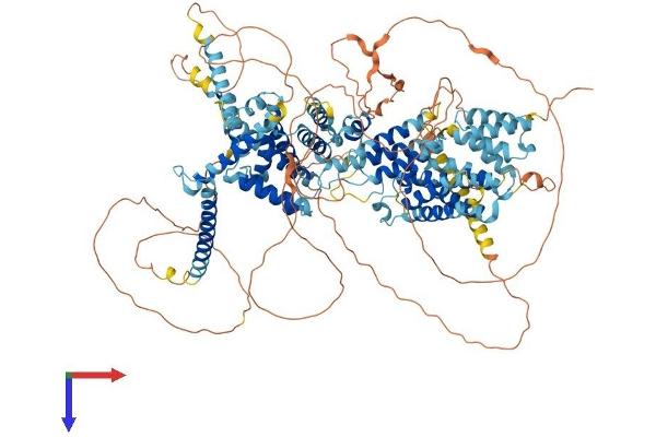 SREBF1 Protein (AA 1-1134) (His tag)