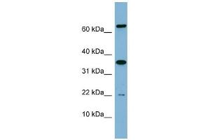 RWDD1 antibody used at 1 ug/ml to detect target protein.