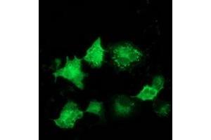 Anti-ARFGAP1 mouse monoclonal antibody (ABIN2454350) immunofluorescent staining of COS7 cells transiently transfected by pCMV6-ENTRY ARFGAP1 (RC206987).