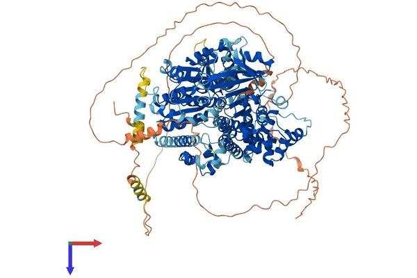 HEL308 Protein (AA 1-1101) (His tag)