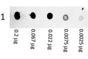 Image no. 1 for Goat anti-Mouse IgG (Whole Molecule) antibody (PE) (ABIN799894) (Ziege anti-Maus IgG (Whole Molecule) Antikörper (PE))
