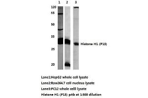 Western blot (WB) analysis of Histone H1 antibody (Histone H1 Antikörper)