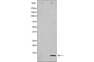 Western blot analysis of extracts from COS7 cells, treated with TSA 400nM 24h, using Acetyl-Histone H4 (Lys12) Antibody. (Histone H4 Antikörper  (acLys12))