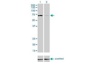 Western blot analysis of SLC25A13 over-expressed 293 cell line, cotransfected with SLC25A13 Validated Chimera RNAi (Lane 2) or non-transfected control (Lane 1).