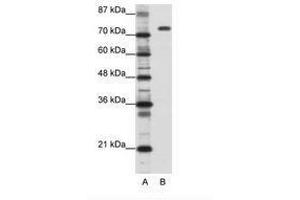 Image no. 1 for anti-Nucleolin (NCL) (C-Term) antibody (ABIN202879) (Nucleolin Antikörper  (C-Term))