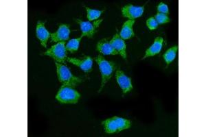 IF analysis of MAVS using anti-MAVS antibody (ABIN7603227). (MAVS Antikörper  (N-Term))