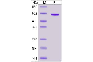 SDS-PAGE (SDS) image for 5'-Nucleotidase, Ecto (CD73) (NT5E) (AA 27-554) (Active) protein (His tag) (ABIN7013525)