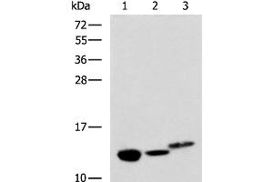 Western blot analysis of Rat kidney tissue Mouse liver tissue and Human fetal liver tissue lysates using RIDA Polyclonal Antibody at dilution of 1:600 (HRSP12 Antikörper)