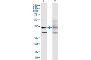 Western Blot analysis of GPRC5A expression in transfected 293T cell line by GPRC5A MaxPab polyclonal antibody. (GPRC5A Antikörper  (AA 1-357))