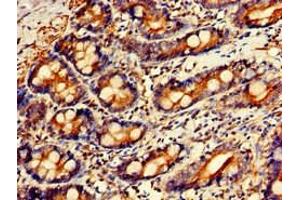 Immunohistochemistry of paraffin-embedded human small intestine tissue using ABIN7154264 at dilution of 1:100 (GPC1 Antikörper  (AA 342-530))
