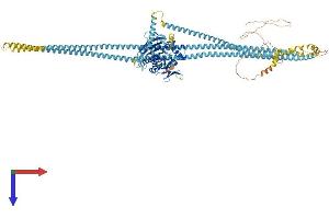 KIF11 Protein (AA 1-1056) (His tag)