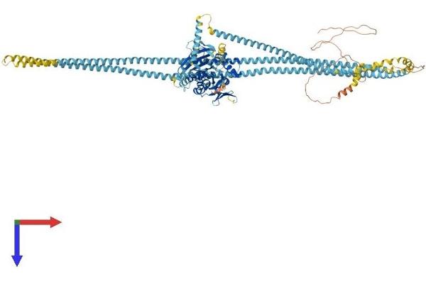 KIF11 Protein (AA 1-1056) (His tag)