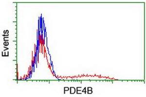 HEK293T cells transfected with either RC211956 overexpress plasmid (Red) or empty vector control plasmid (Blue) were immunostained by anti-PDE4B antibody (ABIN2454984), and then analyzed by flow cytometry. (PDE4B Antikörper)