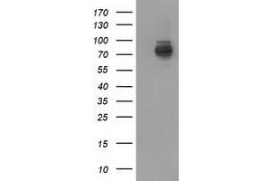 Image no. 1 for anti-phosphoinositide-3-Kinase Adaptor Protein 1 (PIK3AP1) antibody (ABIN1496829) (PIK3AP1 Antikörper)