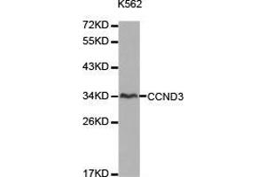 Western Blotting (WB) image for anti-Cyclin D3 (CCND3) antibody (ABIN1871546) (Cyclin D3 Antikörper)