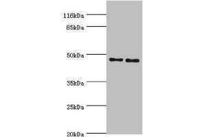 Western blot All lanes: Serpin H1 antibody at 2 μg/mL Lane 1: NIH/3T3 whole cell lysate Lane 2: A2780 whole cell lysate Secondary Goat polyclonal to rabbit IgG at 1/10000 dilution Predicted band size: 46 kDa Observed band size: 46 kDa (SERPINH1 Antikörper  (AA 139-418))