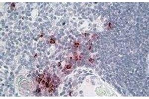Immunohistochemistry (IHC) image for anti-DEFA1/3 (Internal Region) antibody (ABIN2464584) (DEFA1/3 (Internal Region) Antikörper)