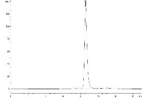 The purity of Human MMP-8 is greater than 95 % as determined by SEC-HPLC. (MMP8 Protein (AA 21-467) (His tag))