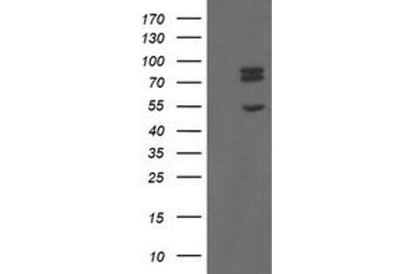 TLE1 Antikörper  (AA 180-460)