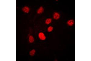 Immunofluorescent analysis of C/EBP beta (pT235) staining in HEK293T cells. (CEBPB Antikörper  (pSer235))
