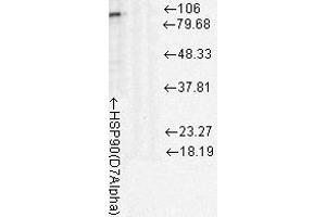 Western Blotting rat tissue lysates, 10ug 1 in 1000. (HSP90 Antikörper)