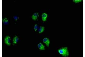 Immunofluorescence staining of Hela cells with ABIN7166241 at 1:100, counter-stained with DAPI. (UNC13B Antikörper  (AA 12-215))