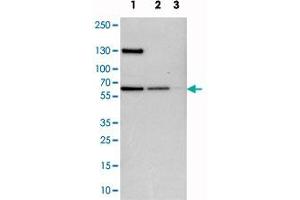 Western blot analysis of cell lysates with UPF3B polyclonal antibody  at 1:250-1:500 dilution.