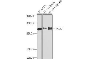 Western blot analysis of extracts of various cell lines, using FADD Rabbit mAb (ABIN7267135) at 1:1000 dilution. (FADD Antikörper)