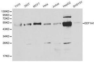 Western Blotting (WB) image for anti-Eukaryotic Translation Elongation Factor 1 alpha 1 (EEF1A1) antibody (ABIN1872428)