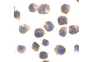 Immunocytochemical staining of RAW264. (TLR11 Antikörper  (C-Term))