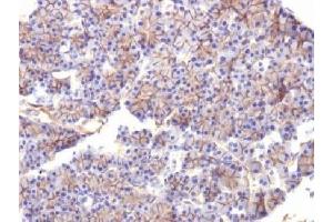 IHC testing of FFPE rat pancreas with Spectrin beta III antibody (clone SPTBN2/1584).