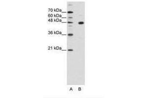 Image no. 1 for anti-PR Domain Containing 12 (PRDM12) (AA 288-337) antibody (ABIN202352) (PRDM12 Antikörper  (AA 288-337))