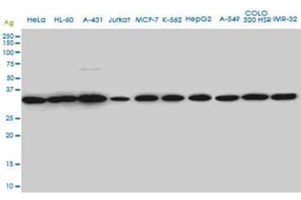 SUPT3H/SPT3 Antikörper  (AA 1-328)