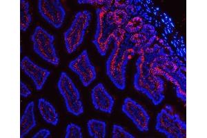 IF analysis of Tspan-8/Tspan8 using anti-Tspan-8/Tspan8 antibody (ABIN7599681). (Tspan-8 Antikörper  (AA 108-203))