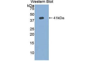 Western Blotting (WB) image for anti-Hemochromatosis Type 2 (Juvenile) (HFE2) (AA 41-386) antibody (ABIN1859169) (HFE2 Antikörper  (AA 41-386))