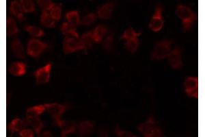 ABIN6274725 staining Hela by IF/ICC. (MRPL54 Antikörper  (Internal Region))
