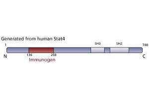 Image no. 2 for anti-Signal Transducer and Activator of Transcription 4 (STAT4) (AA 136-258) antibody (ABIN968254) (STAT4 Antikörper  (AA 136-258))