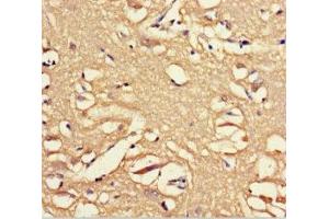 Immunohistochemistry of paraffin-embedded human brain tissue using ABIN7162243 at dilution of 1:100 (OPN5 Antikörper  (AA 310-353))