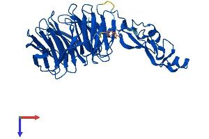WDFY2 Protein (AA 1-400) (His tag)