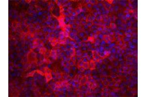 Immunofluorescence (IF) image for anti-CD9 (CD9) antibody (ABIN2664871) (CD9 Antikörper)