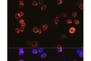 Immunofluorescence (IF) image for anti-CD3 epsilon (CD3E) antibody (ABIN7256106)