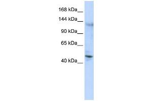 Western Blotting (WB) image for anti-Zinc Finger Protein 197 (ZNF197) antibody (ABIN2458344) (ZNF197 Antikörper)
