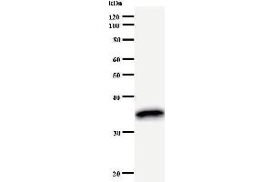 Western Blotting (WB) image for anti-POU Domain, Class 2, Transcription Factor 1 (POU2F1) antibody (ABIN930911)