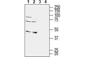 Western blot analysis of rat (lanes 1 and 3) and mouse (lanes 2 and 4) brain membranes: - 1,2. (GPR65 Antikörper  (Extracellular))