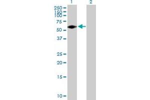 Western Blot analysis of FGR expression in transfected 293T cell line by FGR MaxPab polyclonal antibody. (Fgr Antikörper  (AA 1-529))