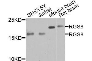 Western blot analysis of extracts of various cells, using RGS8 antibody. (RGS8 Antikörper)
